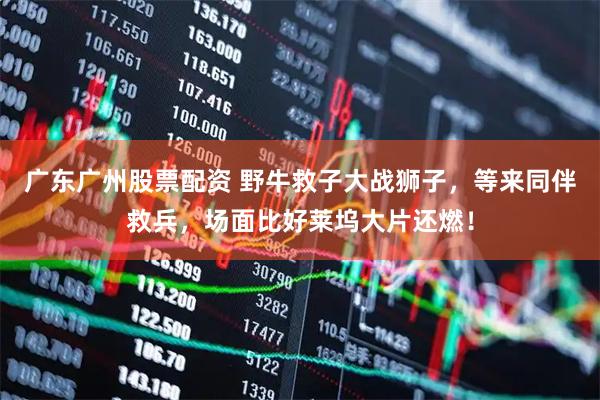 广东广州股票配资 野牛救子大战狮子，等来同伴救兵，场面比好莱坞大片还燃！